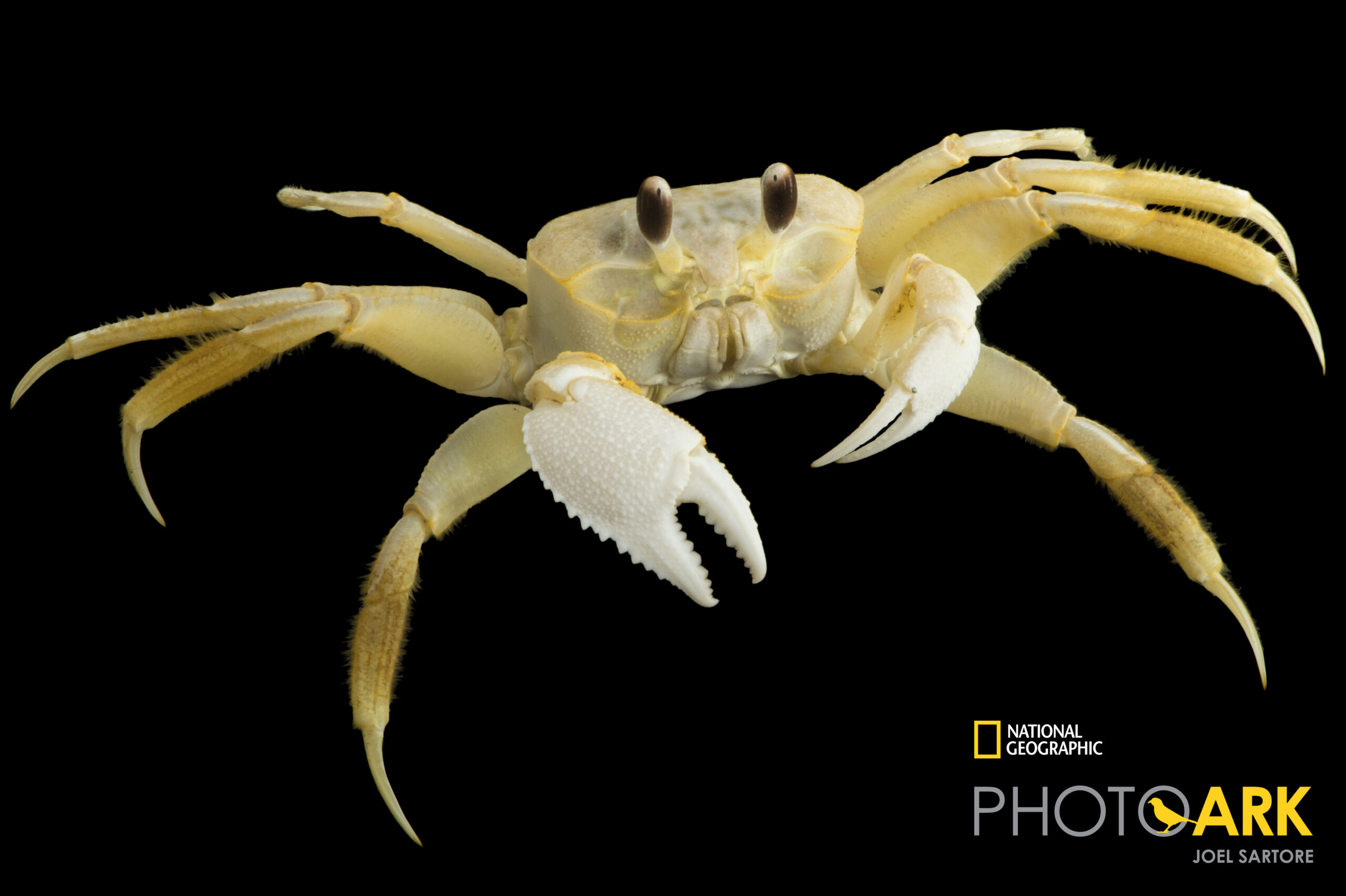 Atlantic ghost crab (Ocypode quadrata) at Gulf Specimen in Panacea, FL.