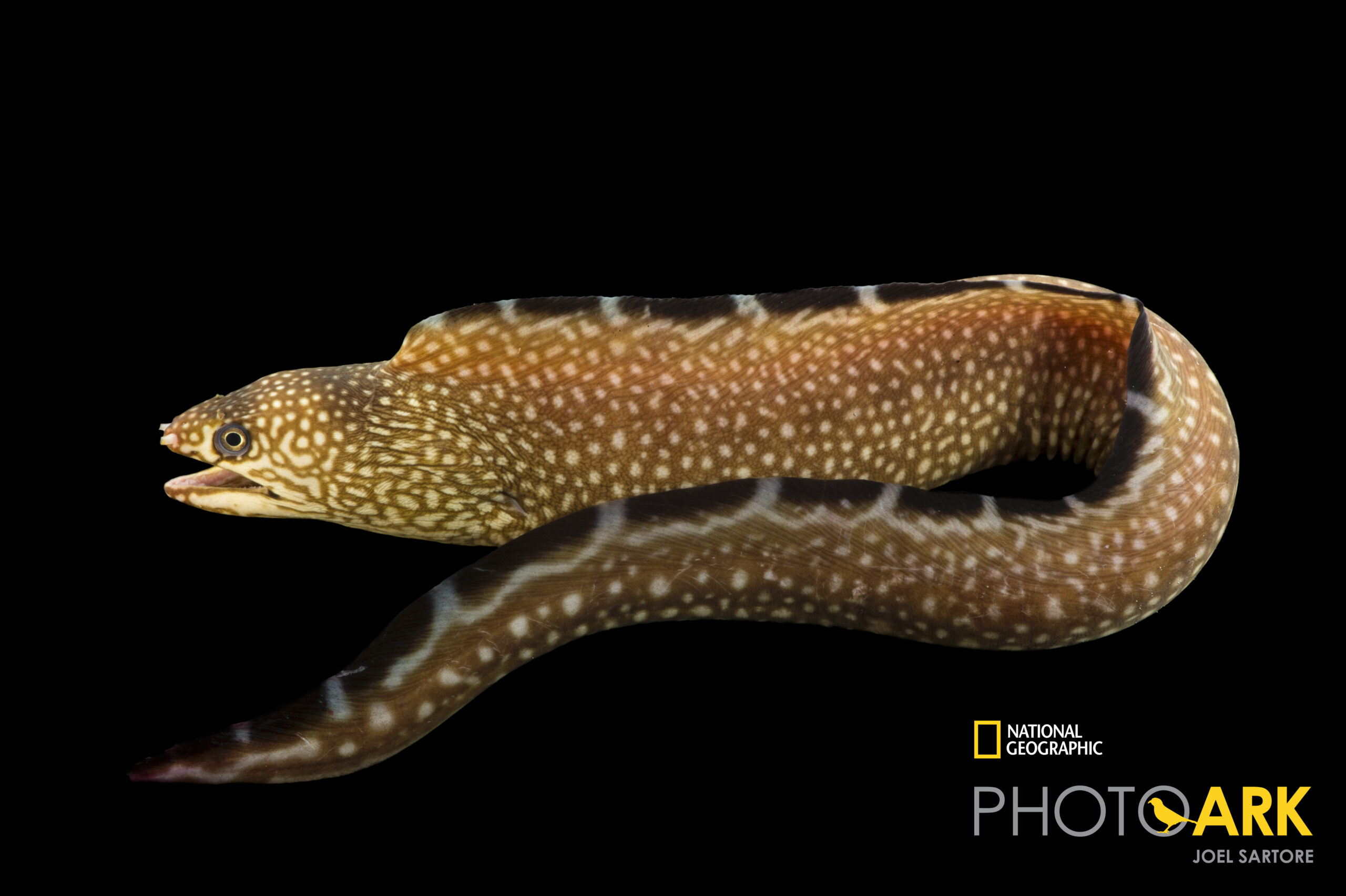 Black edge moray eel (Gymnothorax saxicola) at Gulf Specimen in Panacea, FL.