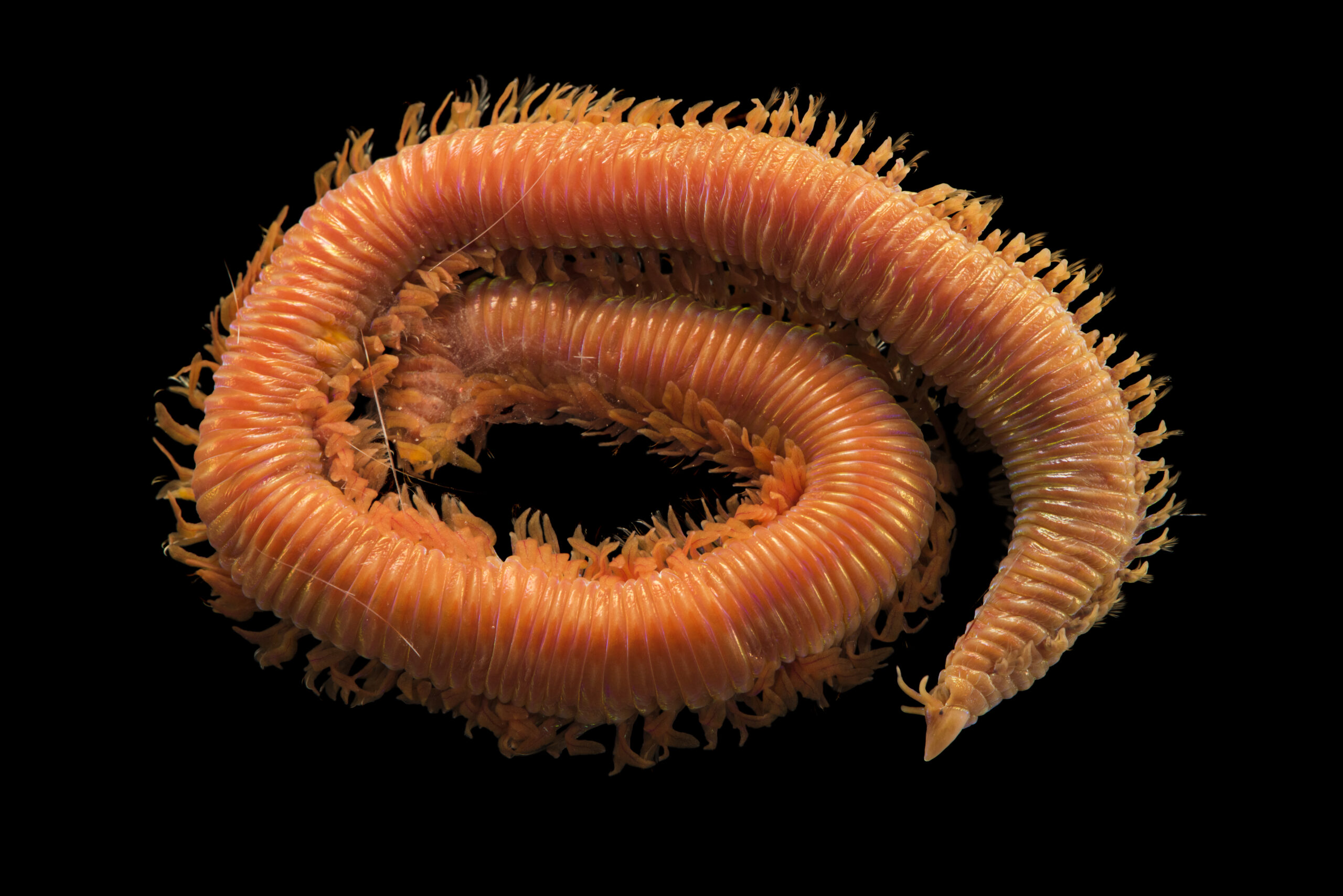 Crab trap worm (Lysarete brasiliensis)