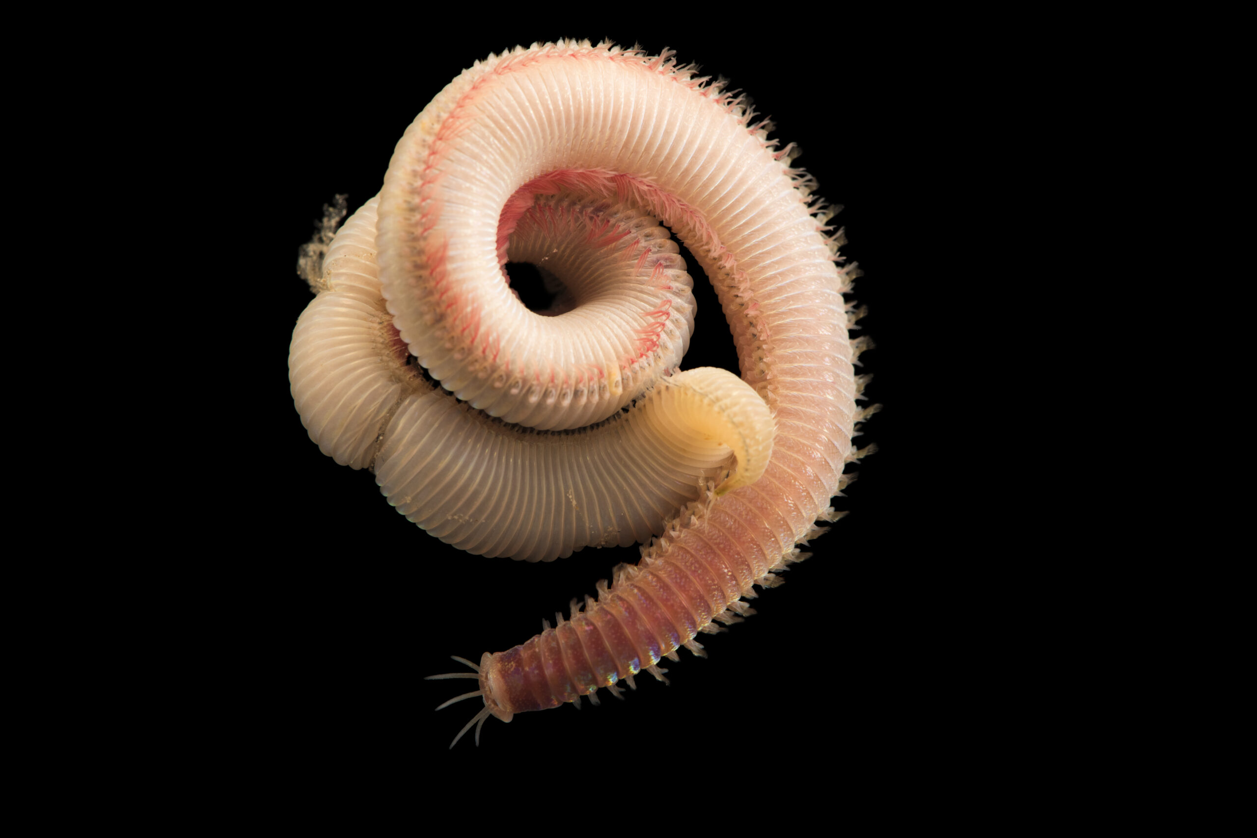 Blood worm (Glycera dibranchiata)