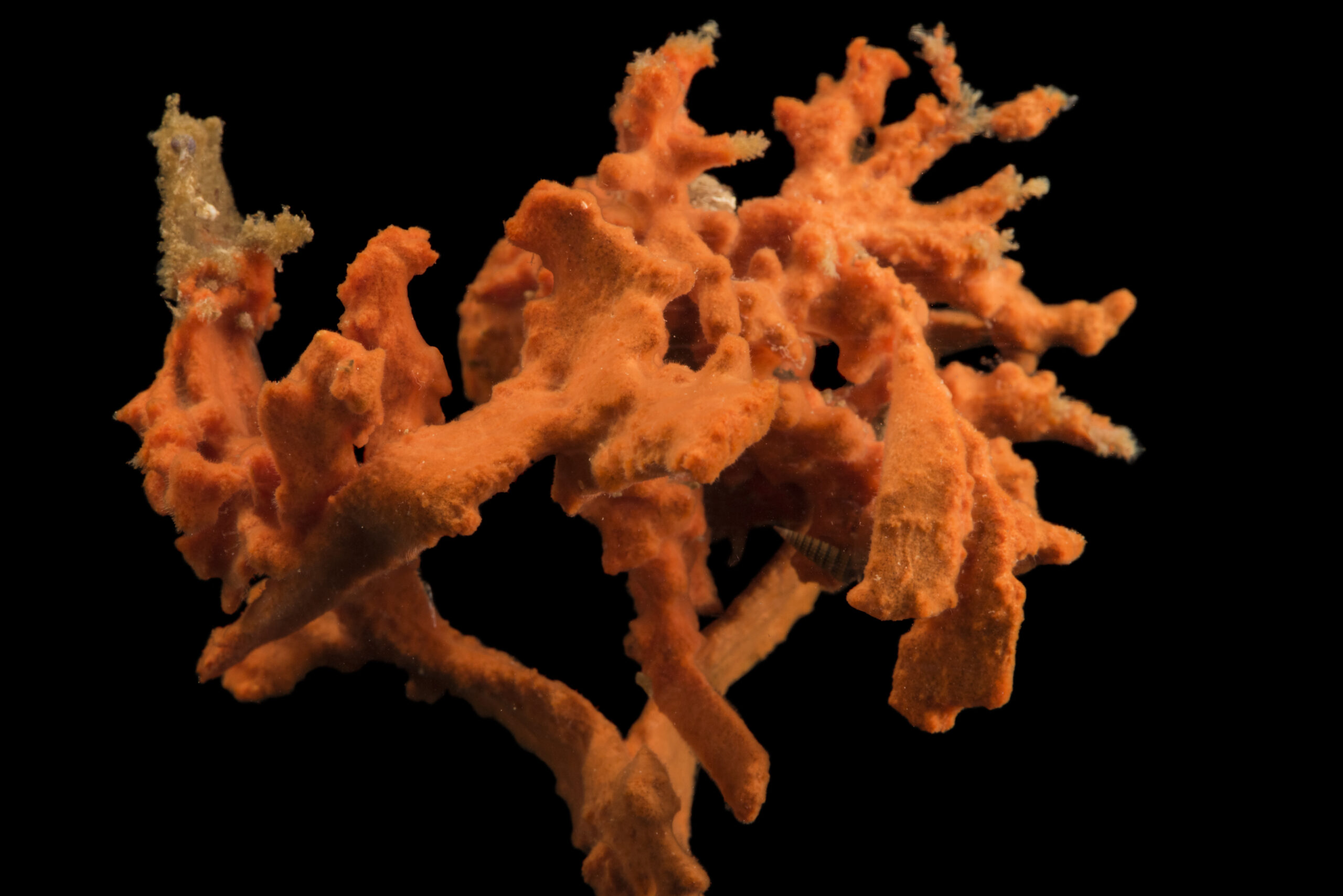 Red beard sponge (Microciona prolifera)