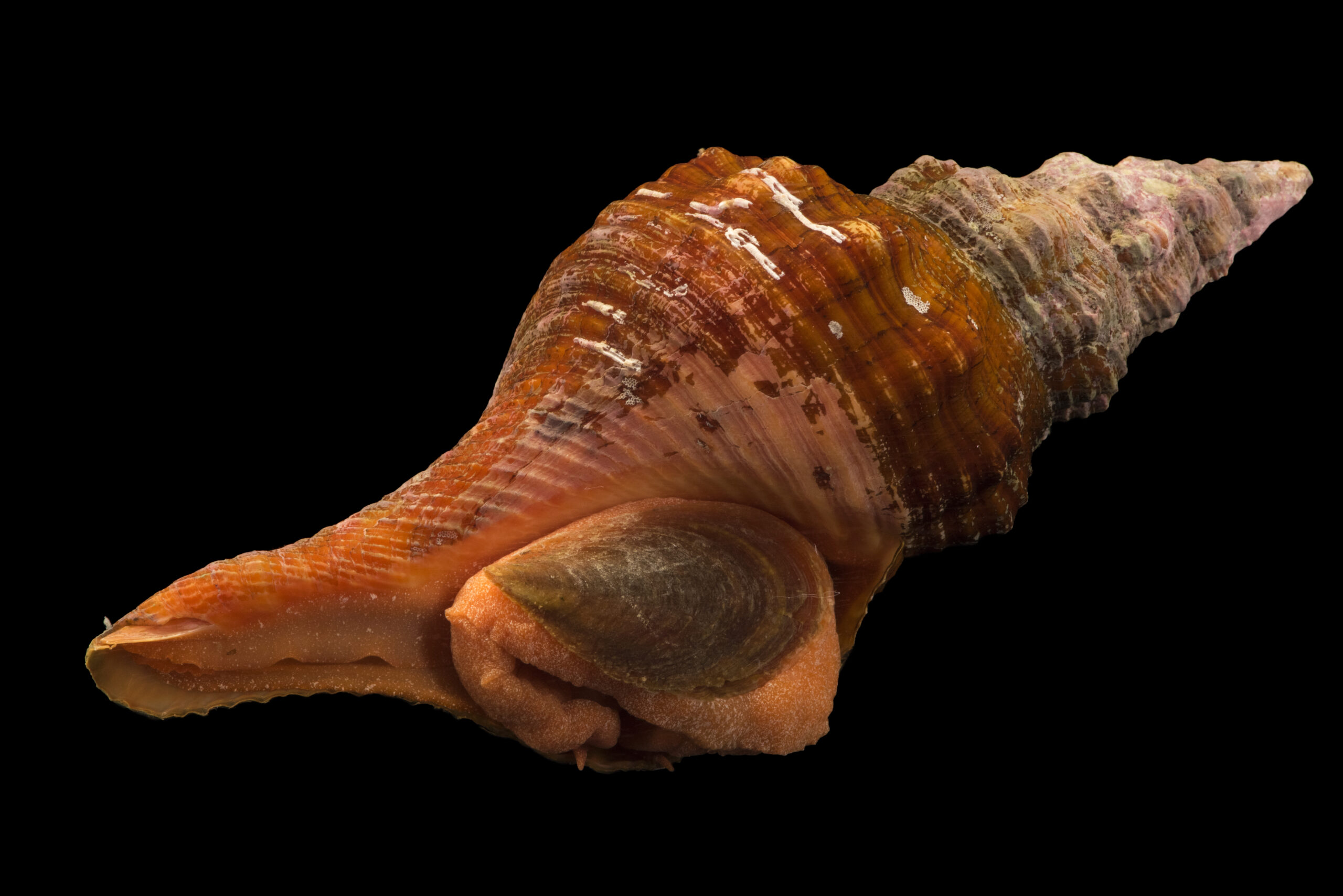 Horse conch (Pleuroploca gigantea)