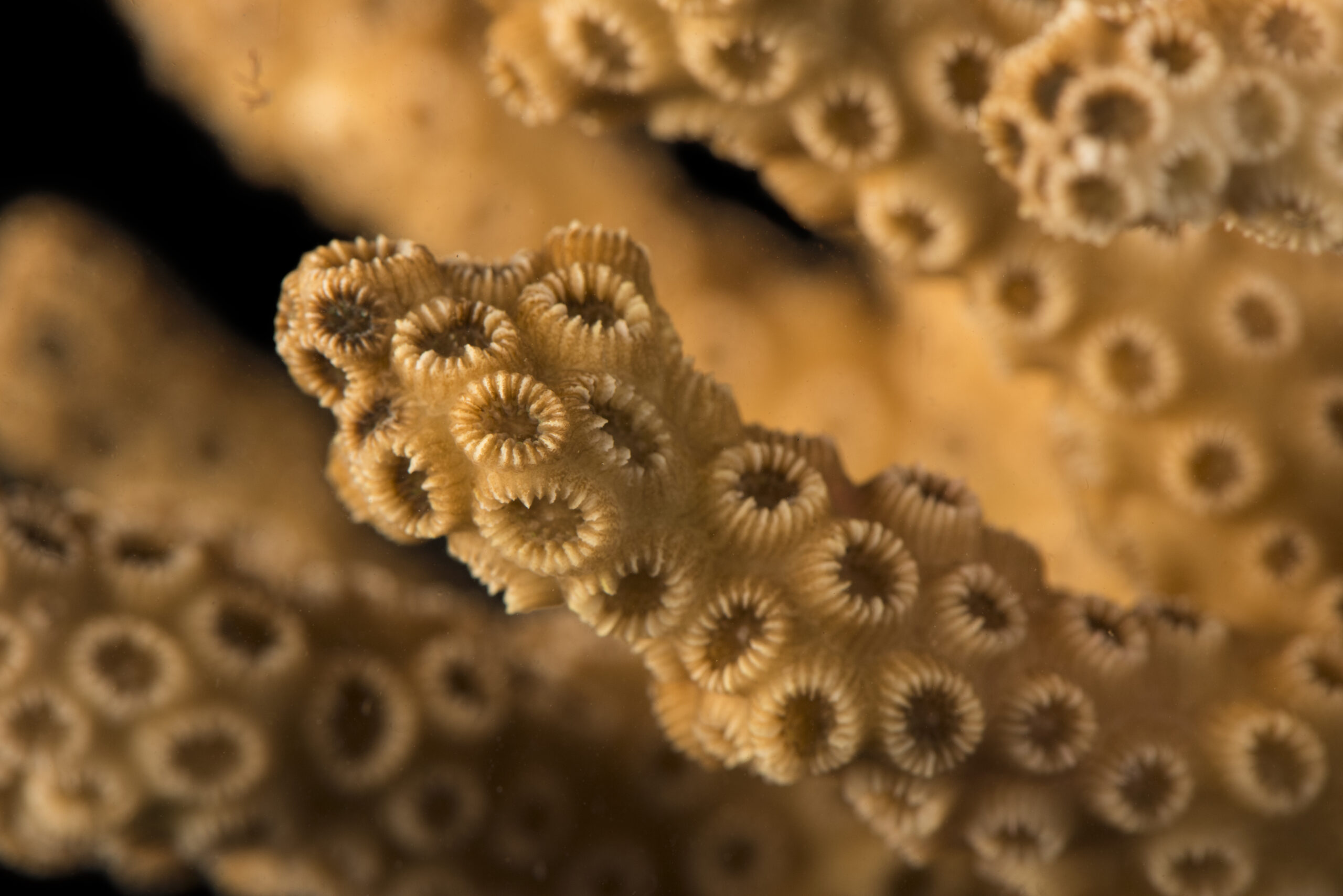 Robust ivory tree coral (Oculina robusta)