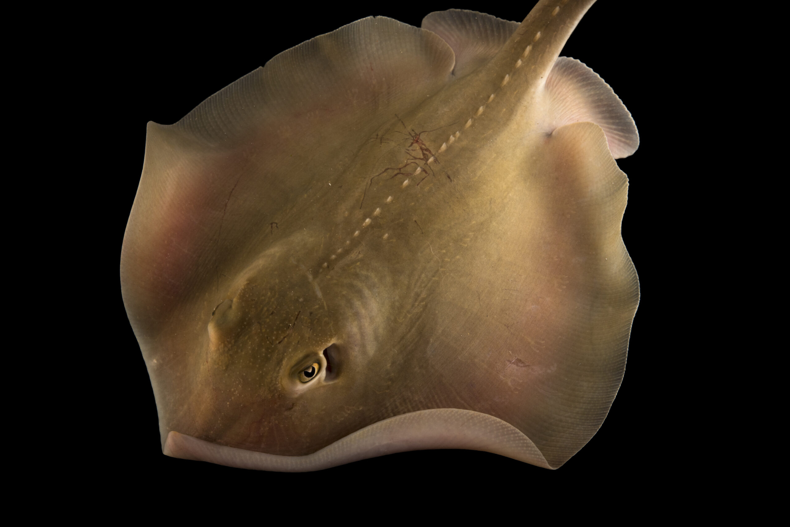 Atlantic sting ray (Dasyatis sabina)