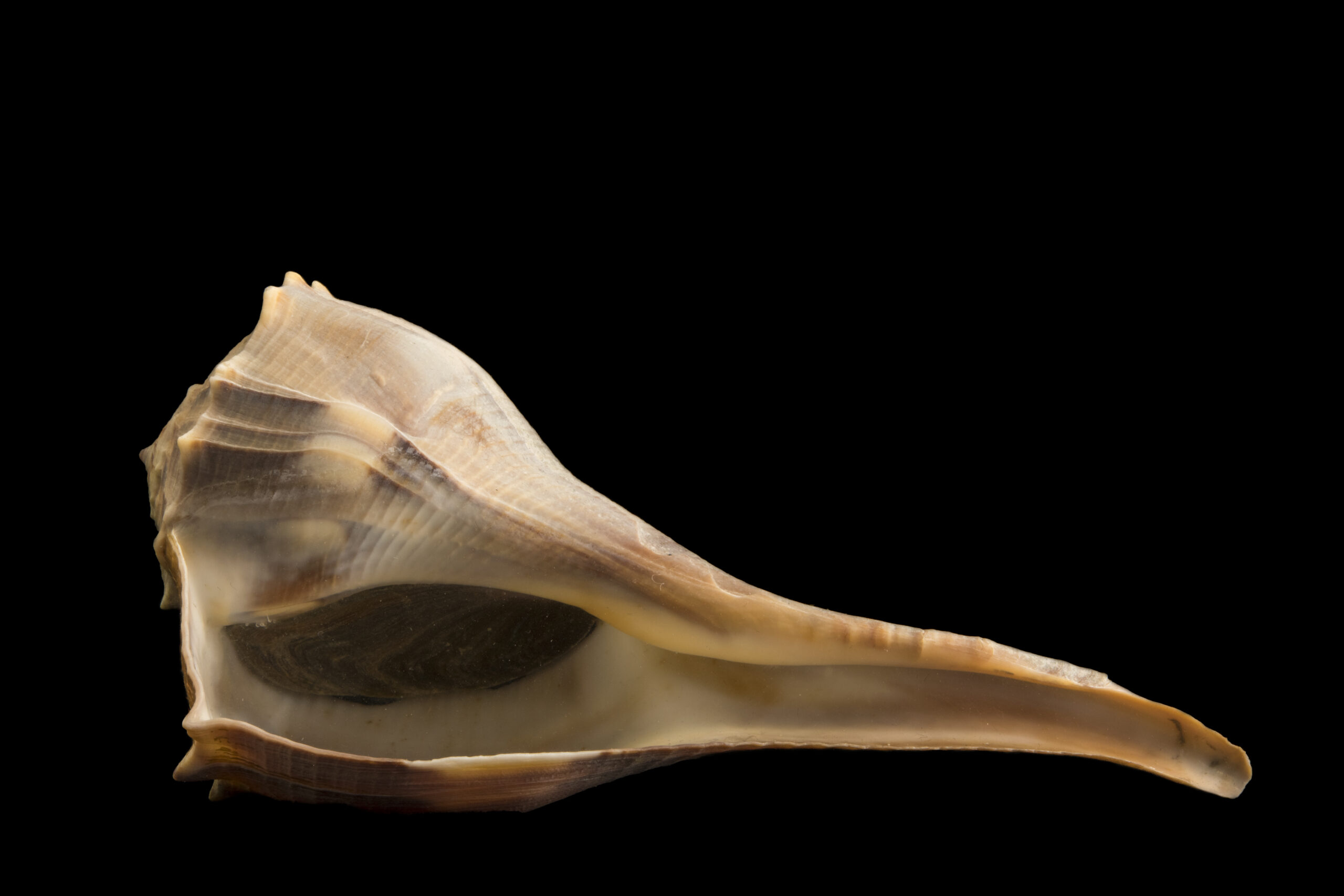 Left handed whelk (Busycon contrarium), with eggs