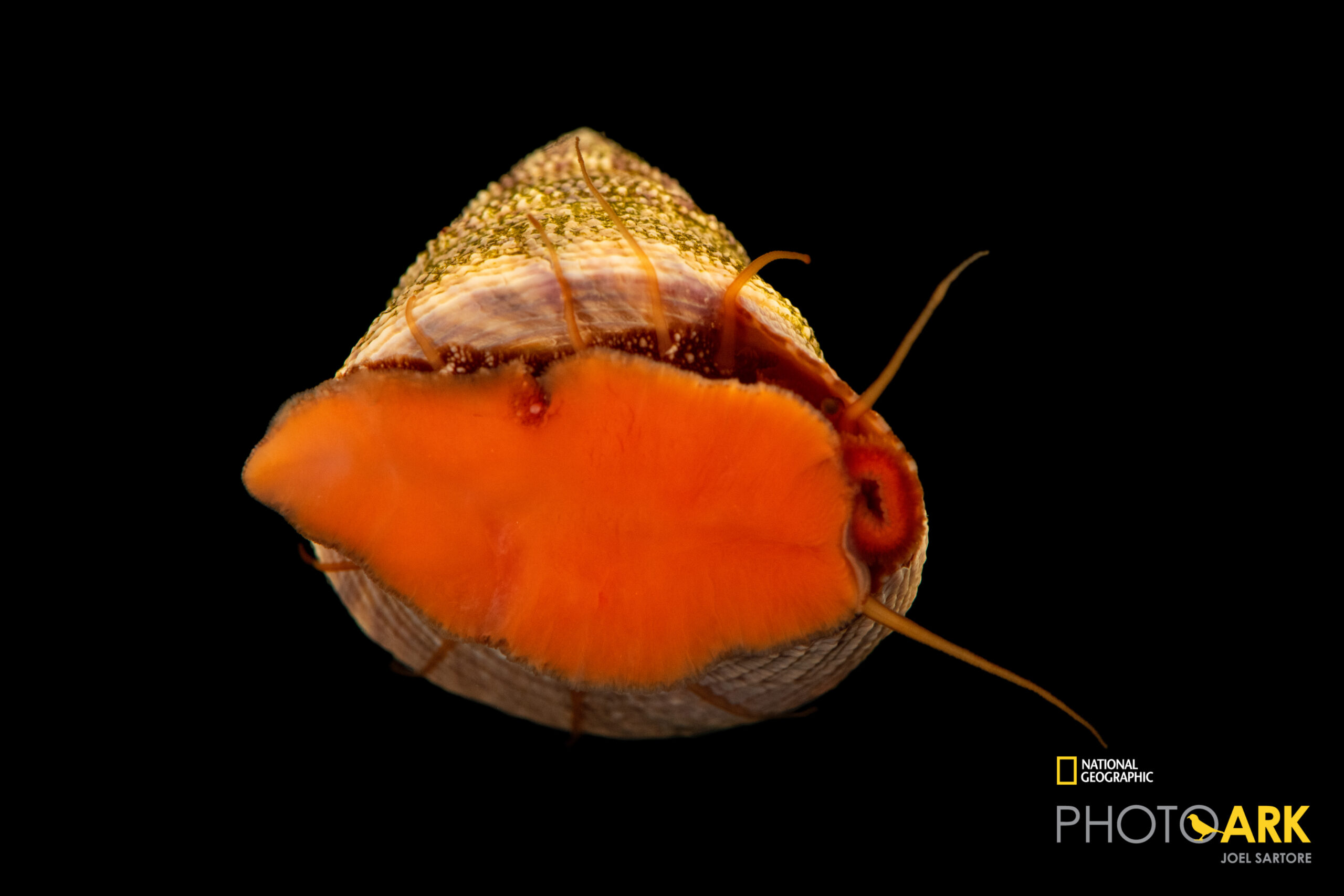 A Jujube top snail (Calliostoma jujubinum) photographed at Gulf Specimen Marine Lab and Aquarium.