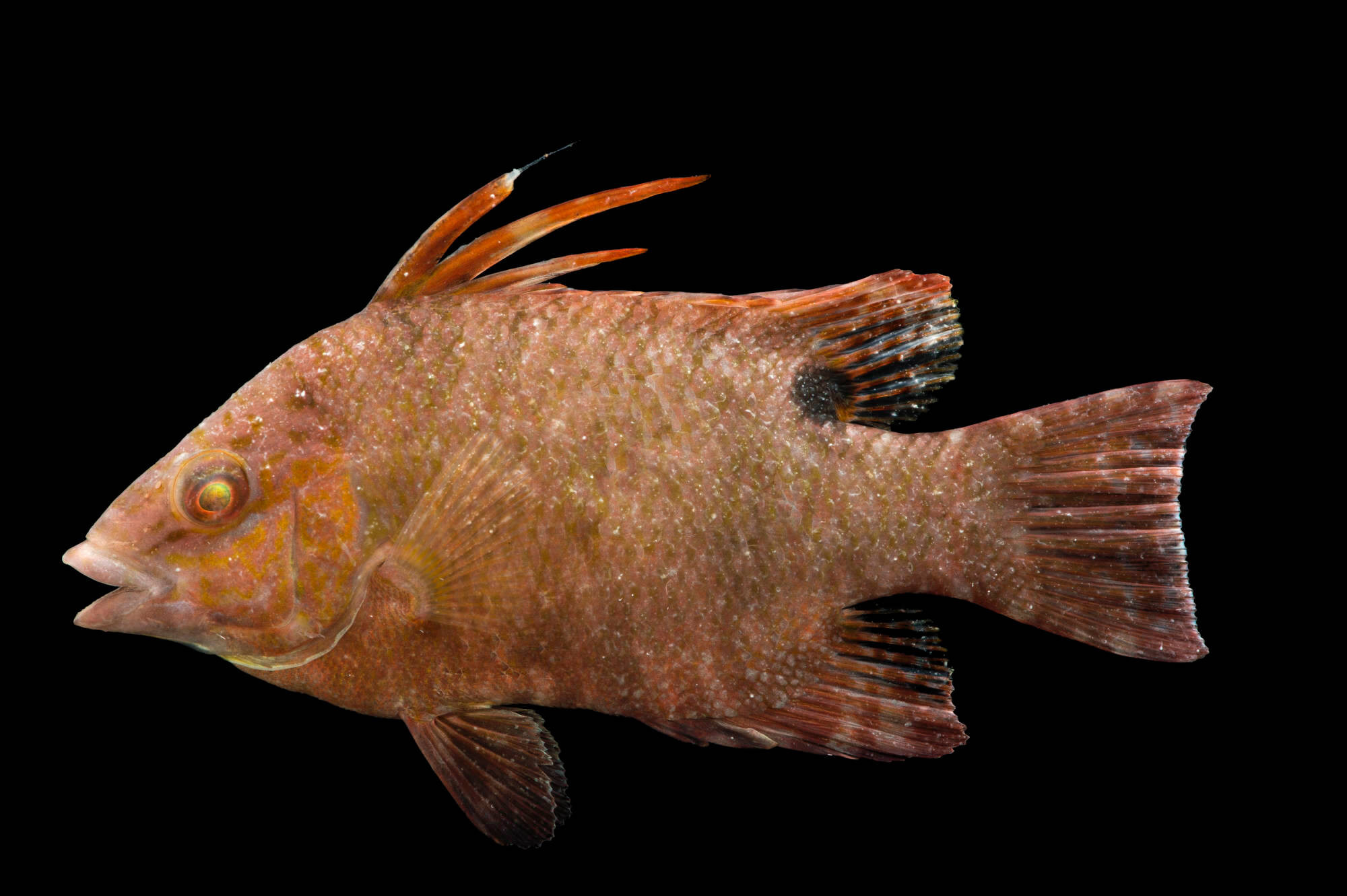 A juvenile hogfish (Lachnolaimus maximus) at Gulf Specimen Marine Lab.