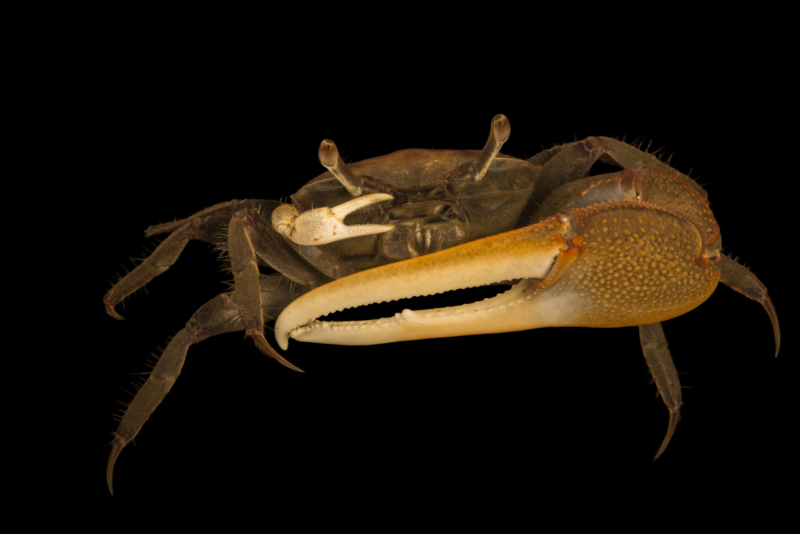 Red-jointed fiddler crab (Uca minax) at Gulf Specimen Marine Lab and Aquarium.