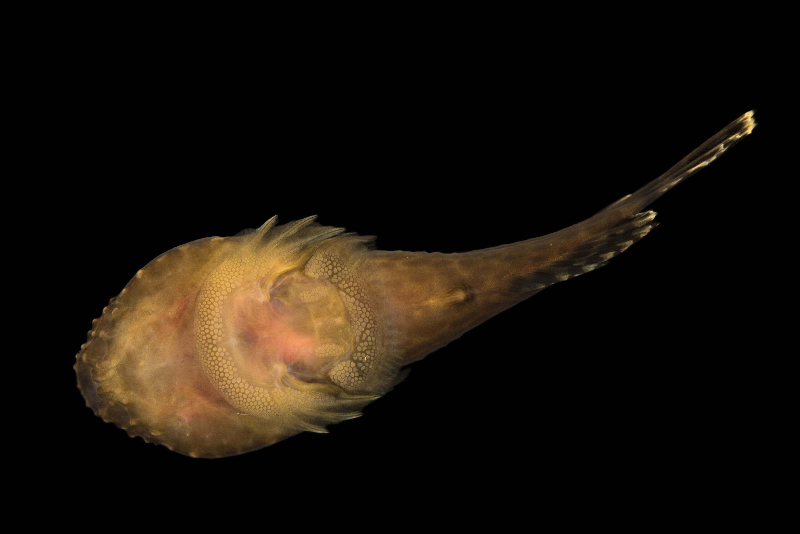 Clingfish or skilletfish, (Gobiesox strumosus) at Gulf Specimen Marine Lab and Aquarium.