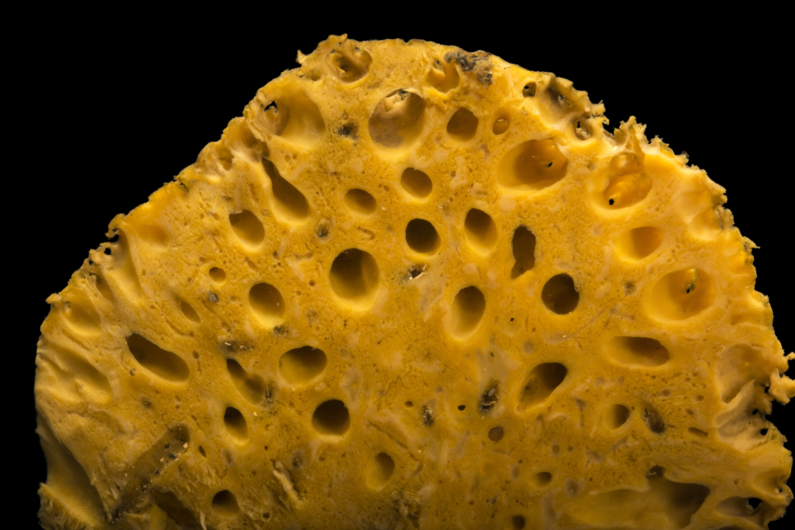 Loggerhead Sponge (Spheciospongia vesparium) with sponge snapping shrimp (Synalpheus sp) at Gulf Specimen Marine Lab and Aquarium.