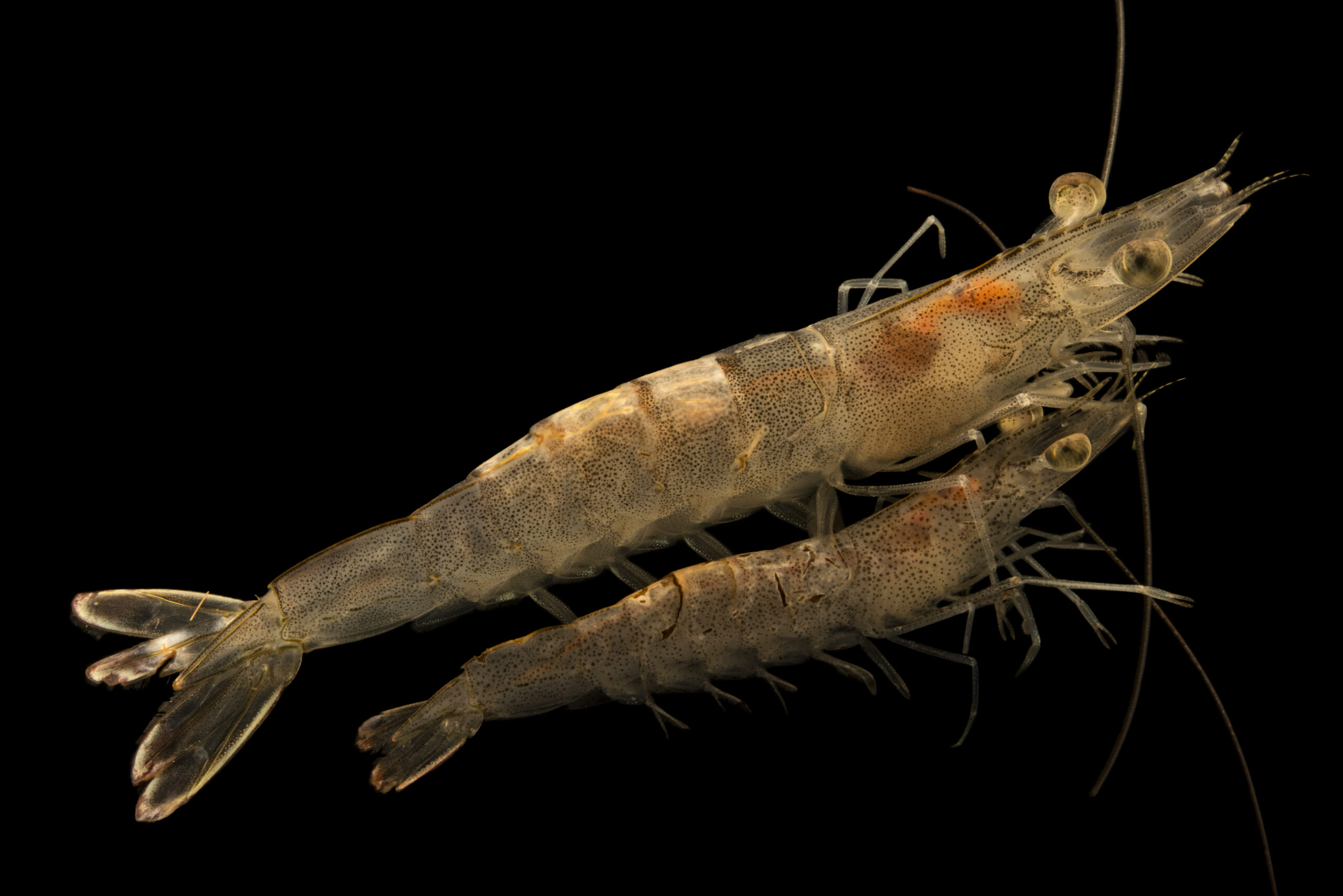 White shrimp (Litopenaeus setiferus) at Gulf Specimen Marine Lab and Aquarium.