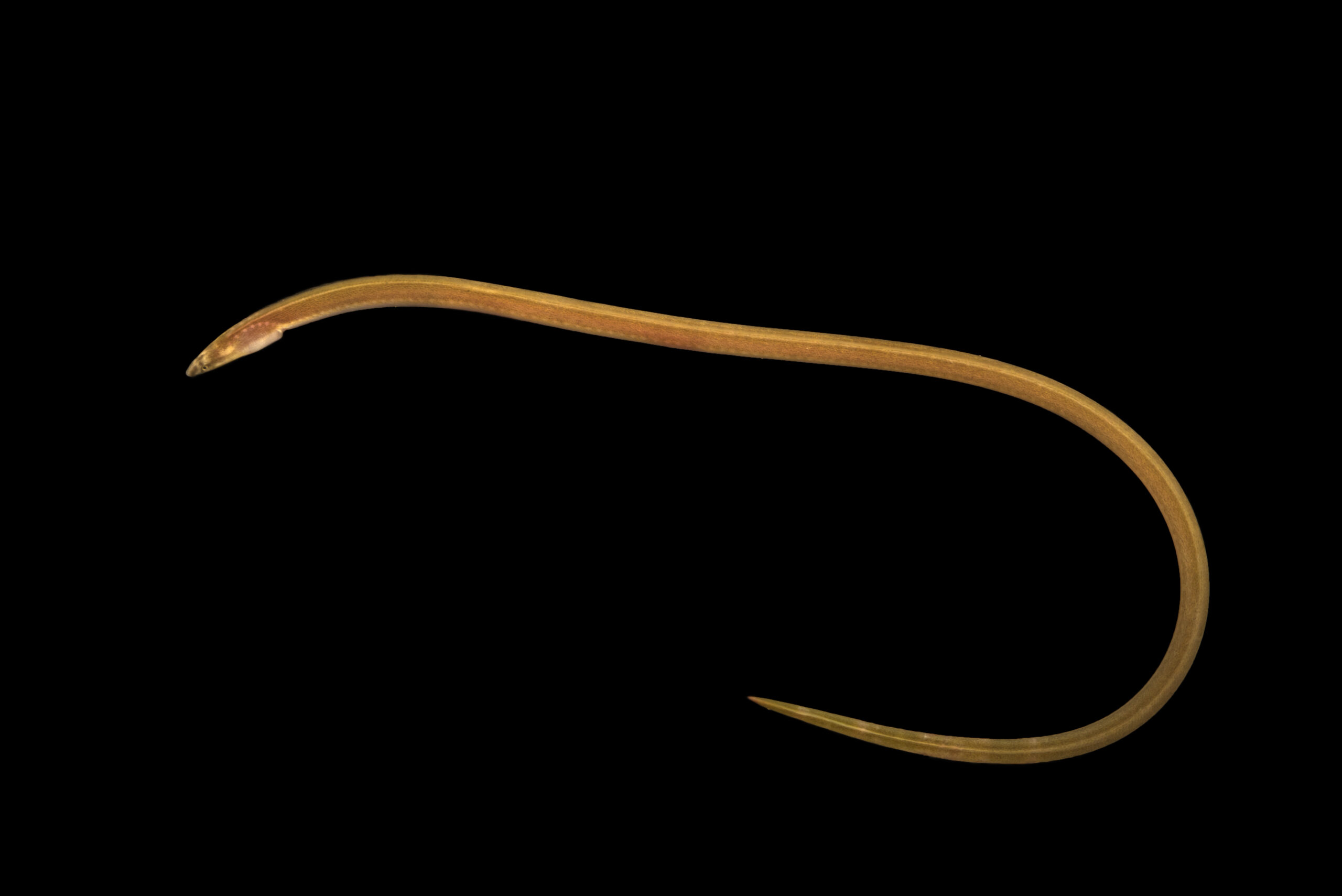 Sand eel (Ophichthus gomesii) at Gulf Specimen Marine Lab and Aquarium.