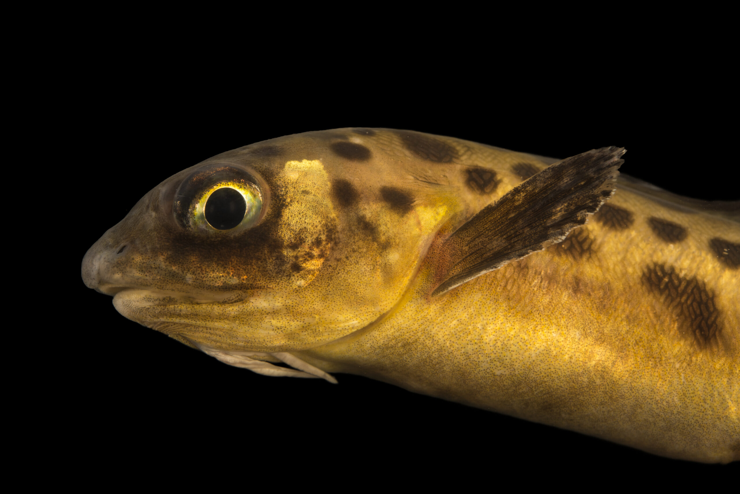 Cusk eel (Ophidion welshi) at Gulf Specimen Marine Lab and Aquarium.