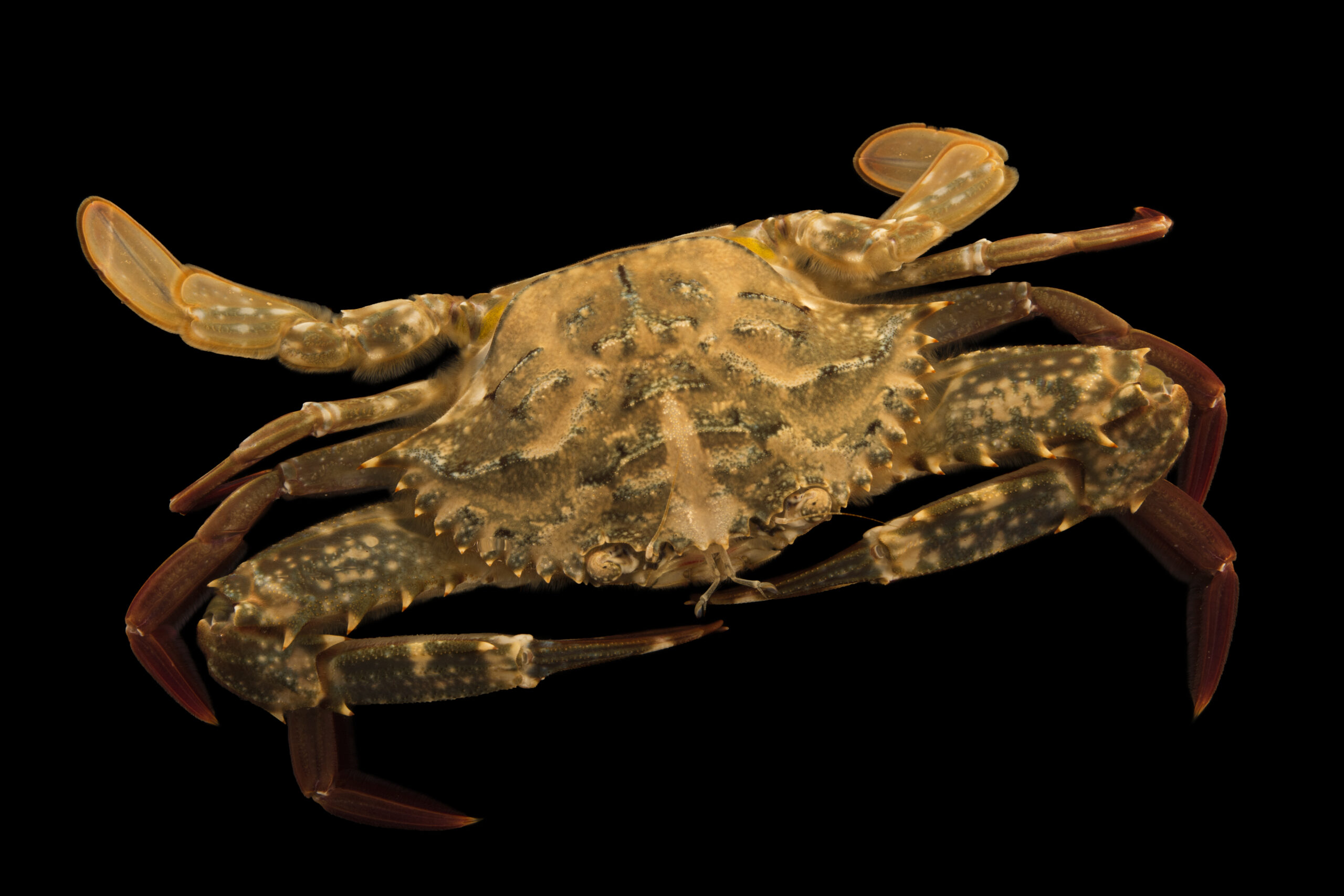 Swimming crab (Portunus simpsonii) at Gulf Specimen Marine Lab and Aquarium.