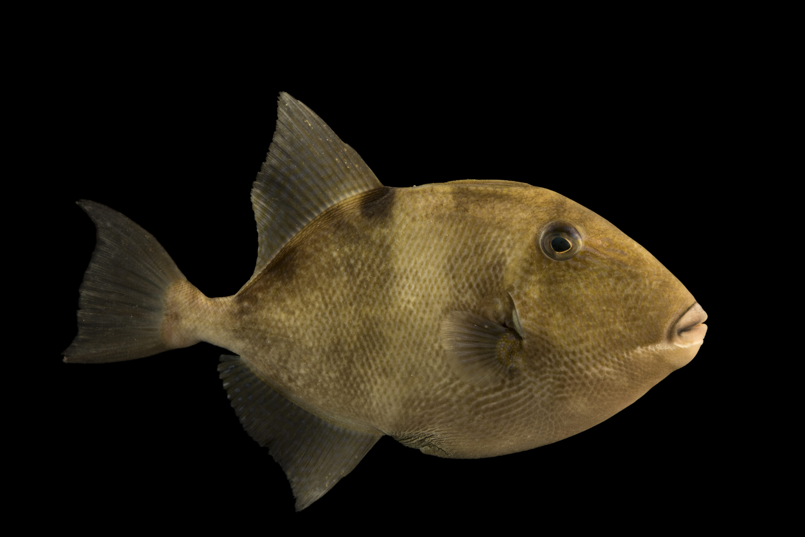 Gray triggerfish (Balistes capriscus) at Gulf Specimen Marine Lab and Aquarium.
