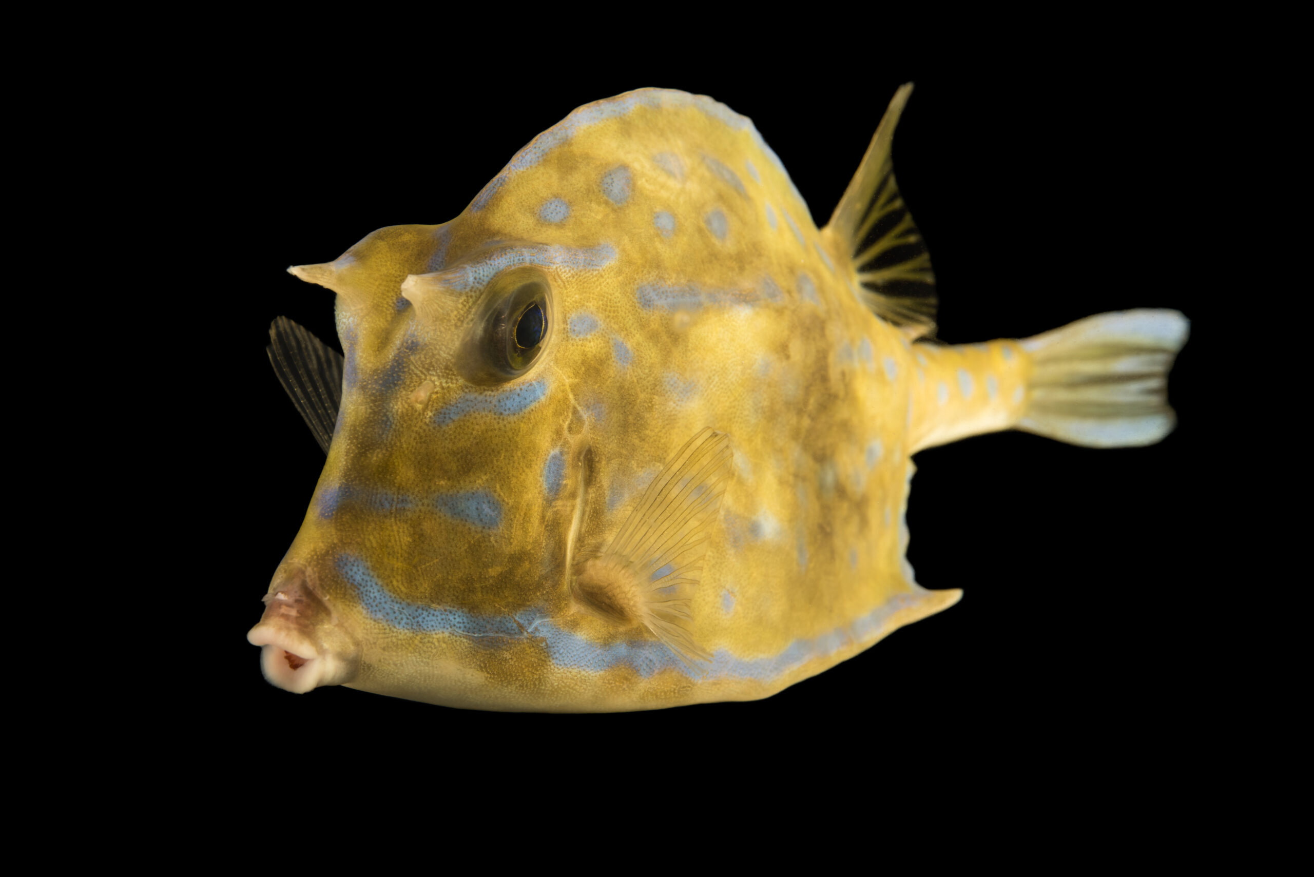 A cowfish (Lactophrys tricornis) at the Gulf Specimen Marine Lab and Aquarium.