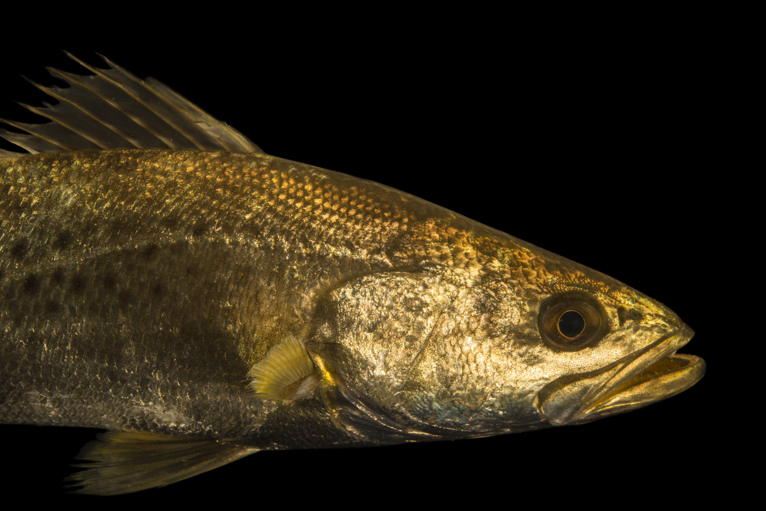Speckled sea trout (Cynoscion nebulosus) at Gulf Specimen Marine Lab and Aquarium.