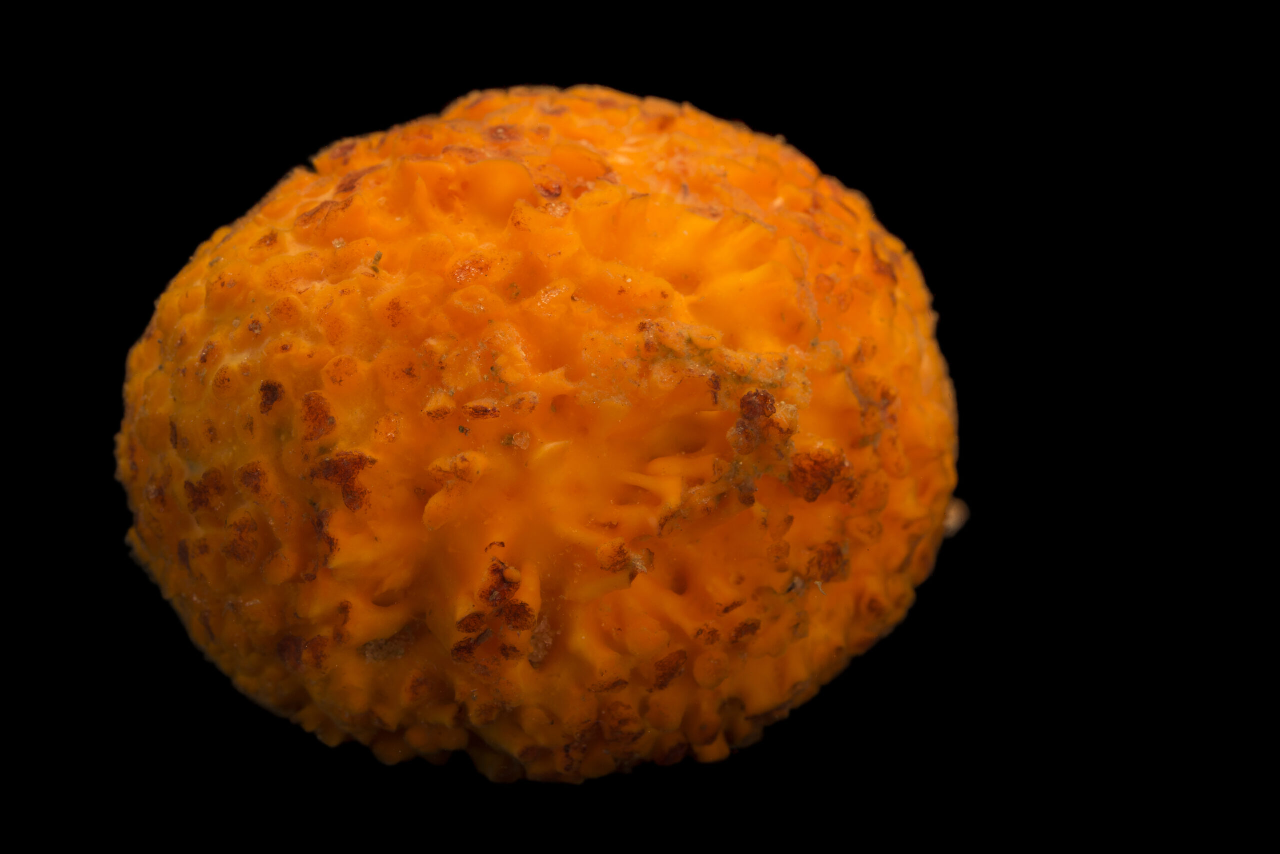 Tethya aurantium, the golf ball sponge, or orange puffball sponge, at Gulf Specimen Marine Lab and Aquarium.