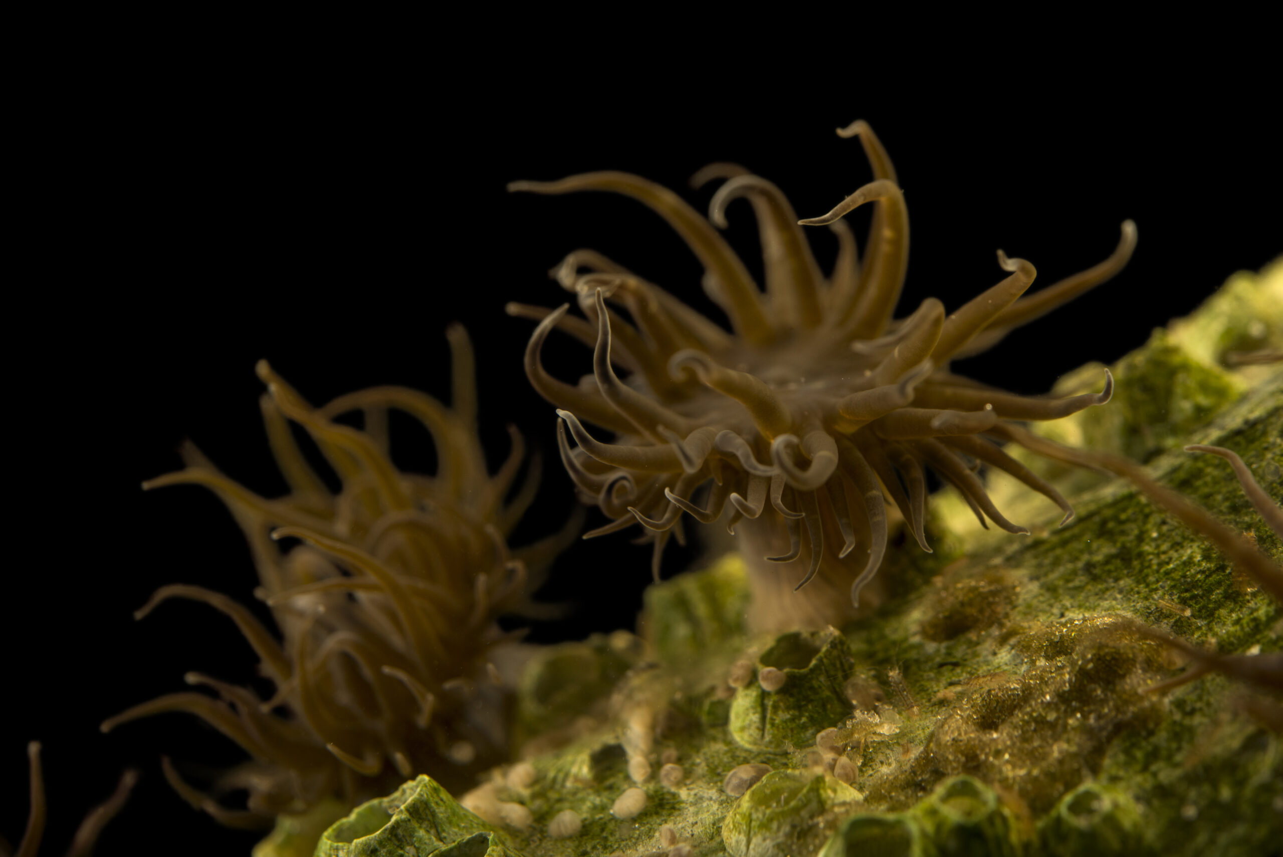 Rock anemone (Aiptasia pallida) at Gulf Specimen Marine Lab and Aquarium.