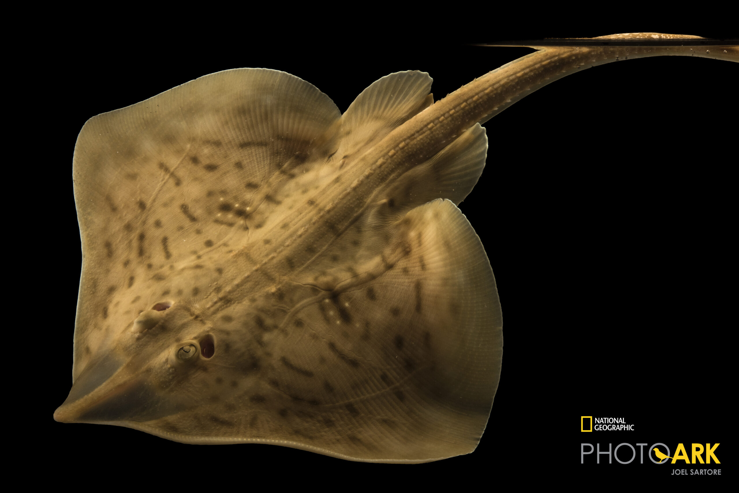 Clearnose skate (Raja eglanteria) from Gulf Specimen Marine Lab and Aquarium.