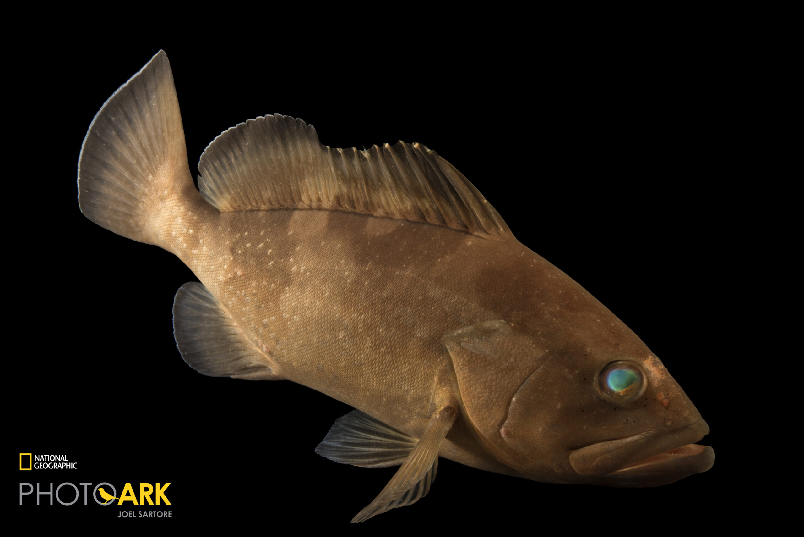 Red grouper (Epinephelus morio) from Gulf Specimen Marine Lab and Aquarium.
