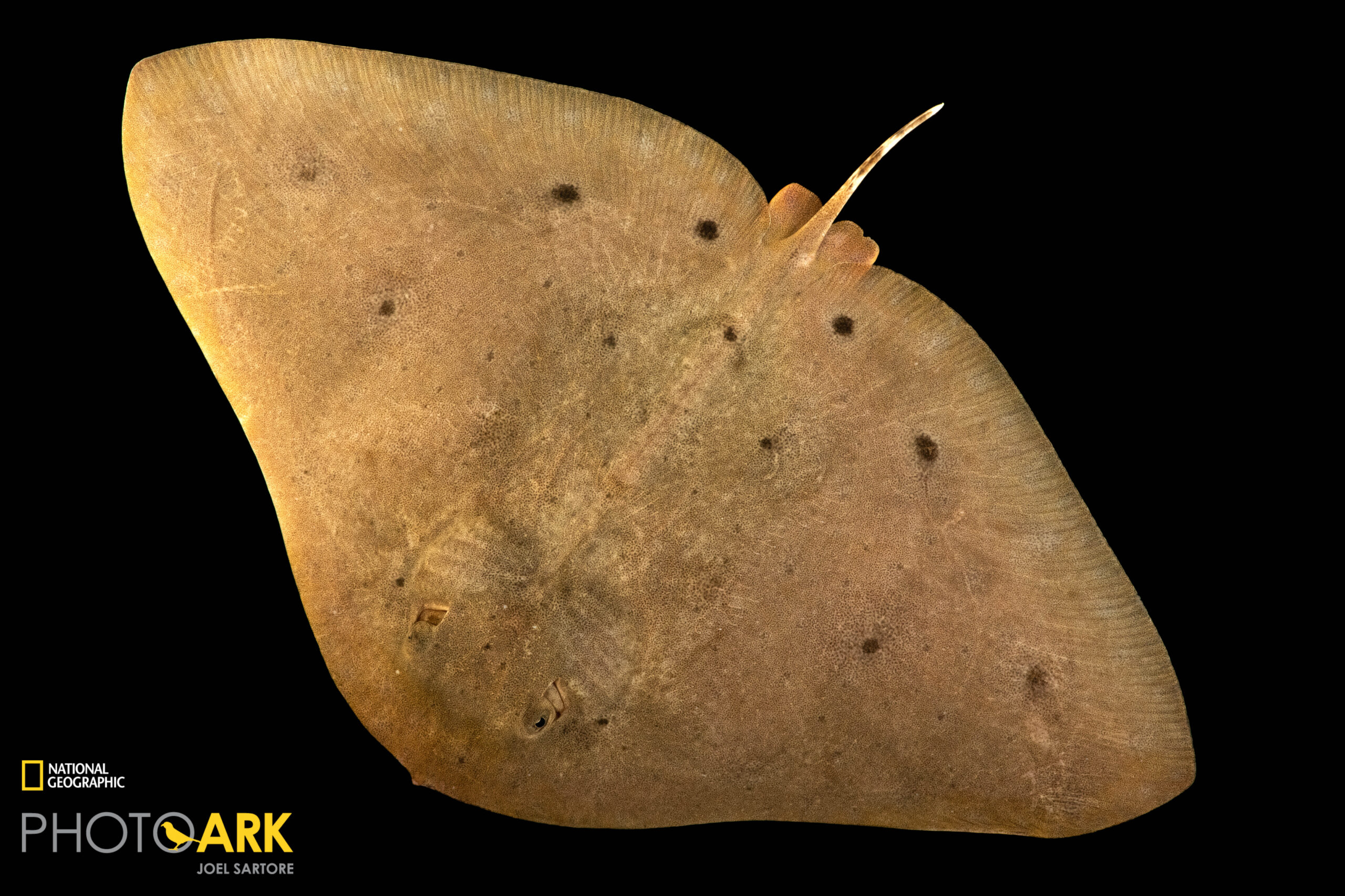 A smooth butterfly ray (Gymnura micrura) at Gulf Specimen Aquarium in Panacea, FL.