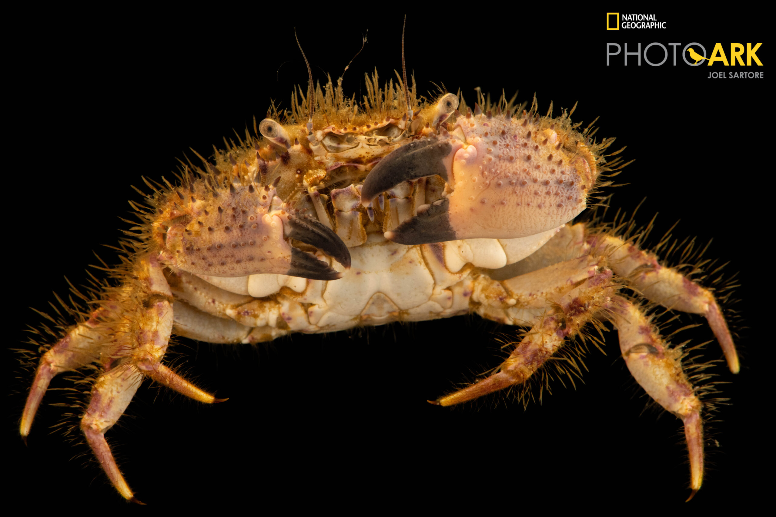A hairy crab (Pilumnus sayi) at Gulf Specimen in Panacea, Florida.