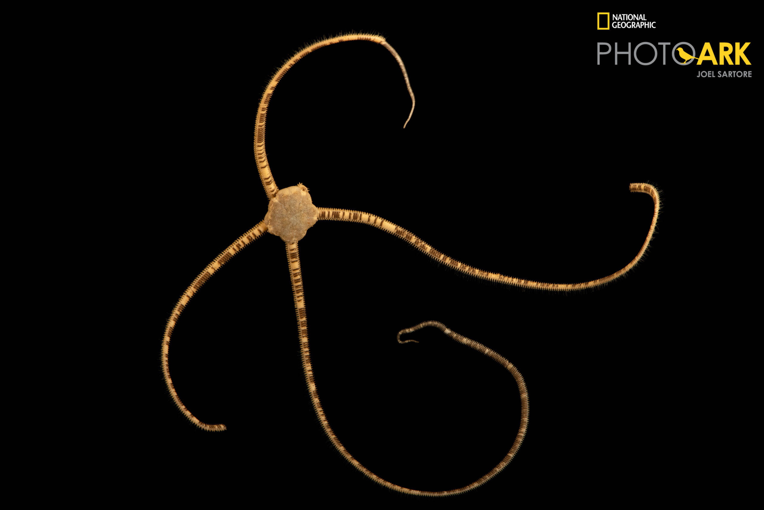 An unidentified brittle star (Ophiophragmus sp.) Gulf Specimen in Panacea, Florida.