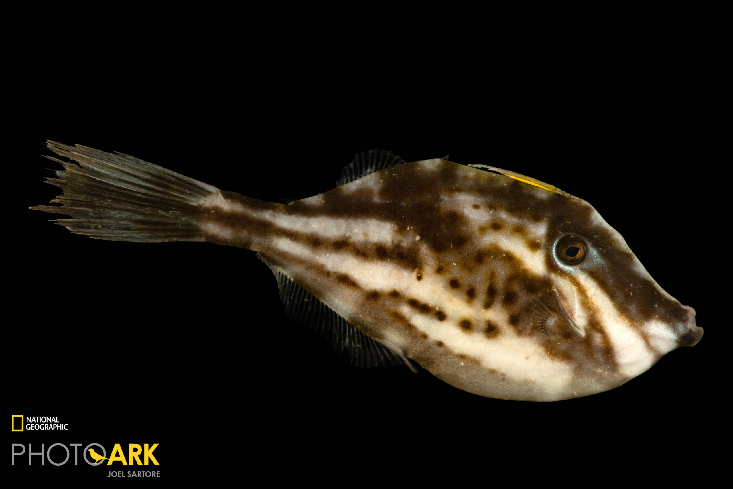 A scrawled filefish (Aluterus scriptus) at Gulf Specimen Aquarium in Panacea, FL.