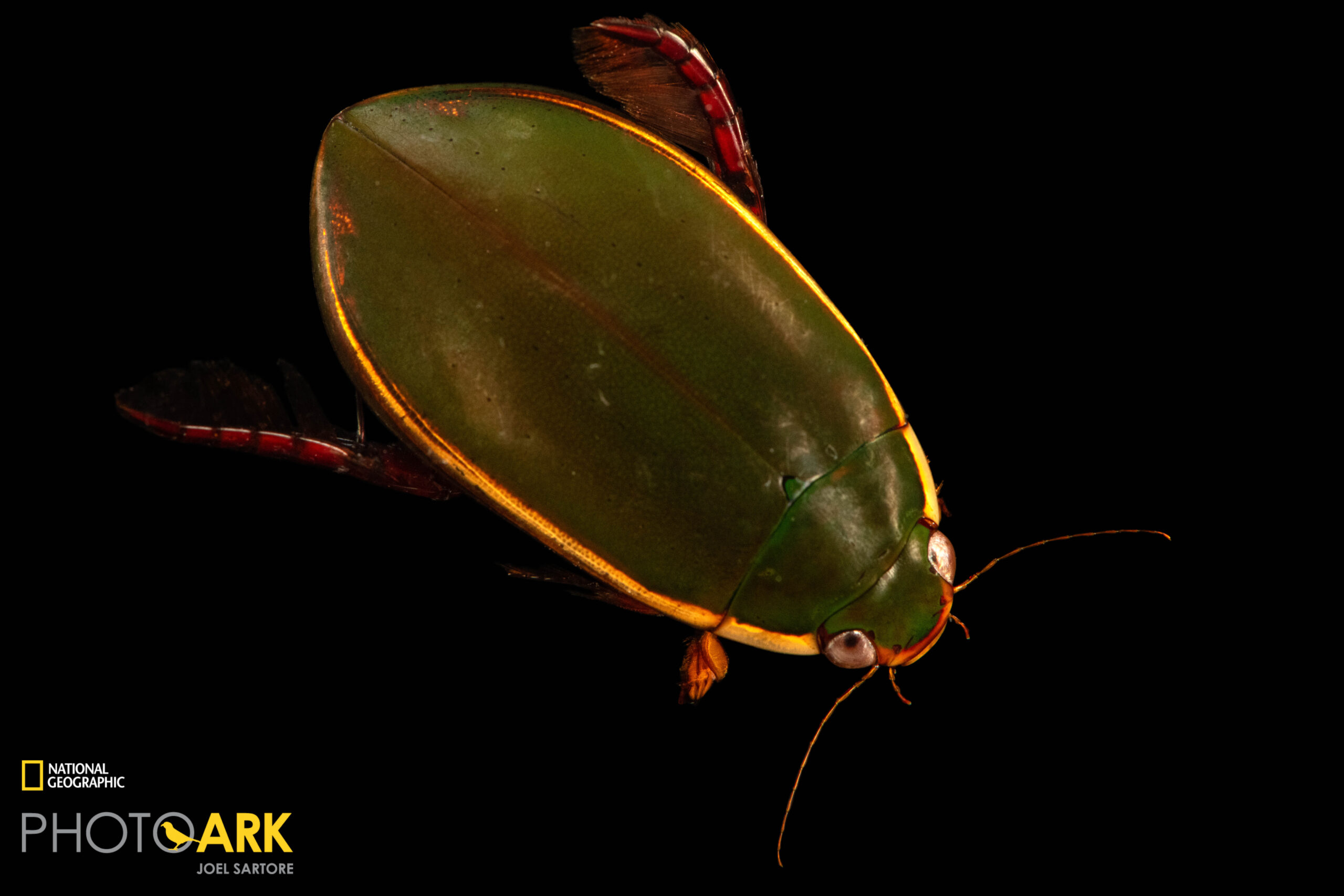 A predaceous diving beetle (Cybister fimbriolatus) at Gulf Specimen Aquarium in Panacea, FL.