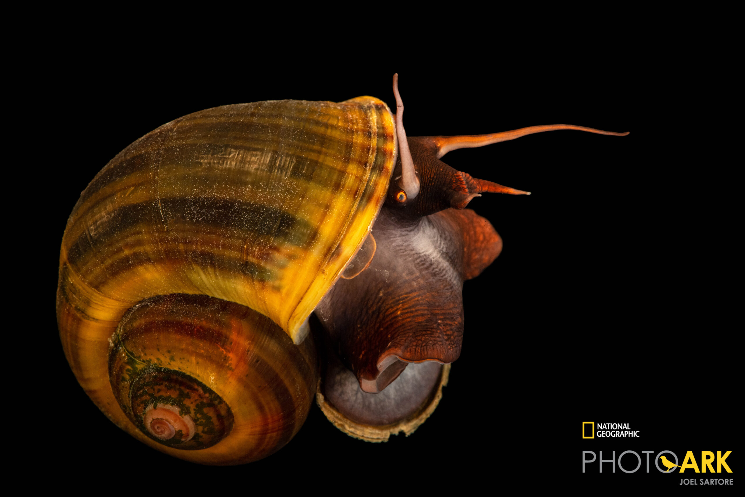 A Florida applesnail (Pomacea paludosa) at Gulf Specimen Aquarium in Panacea, FL. This species is in decline due to being out-competed by introduced, invasive snails from other countries.